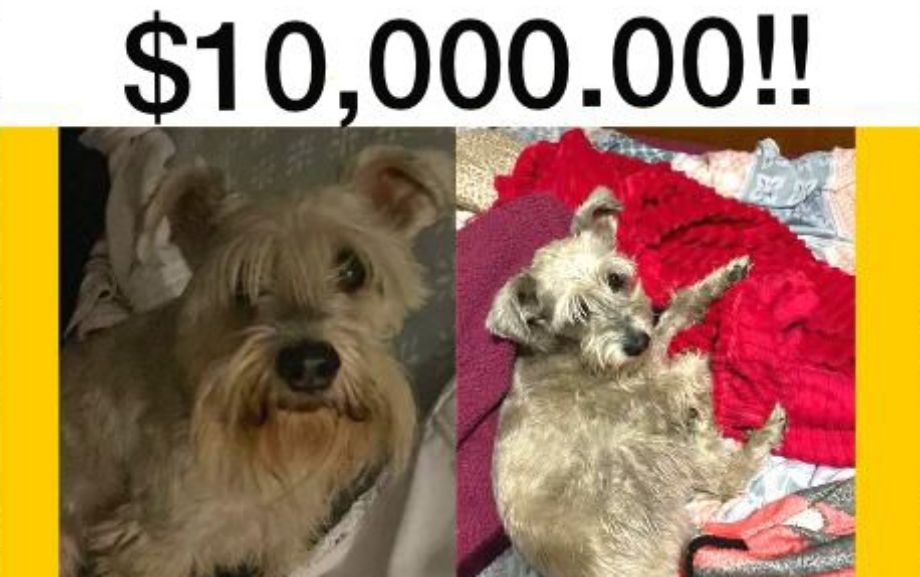 Ofrecen $10,000 de recompensa para recuperar a un perrito perdido en Pachuca