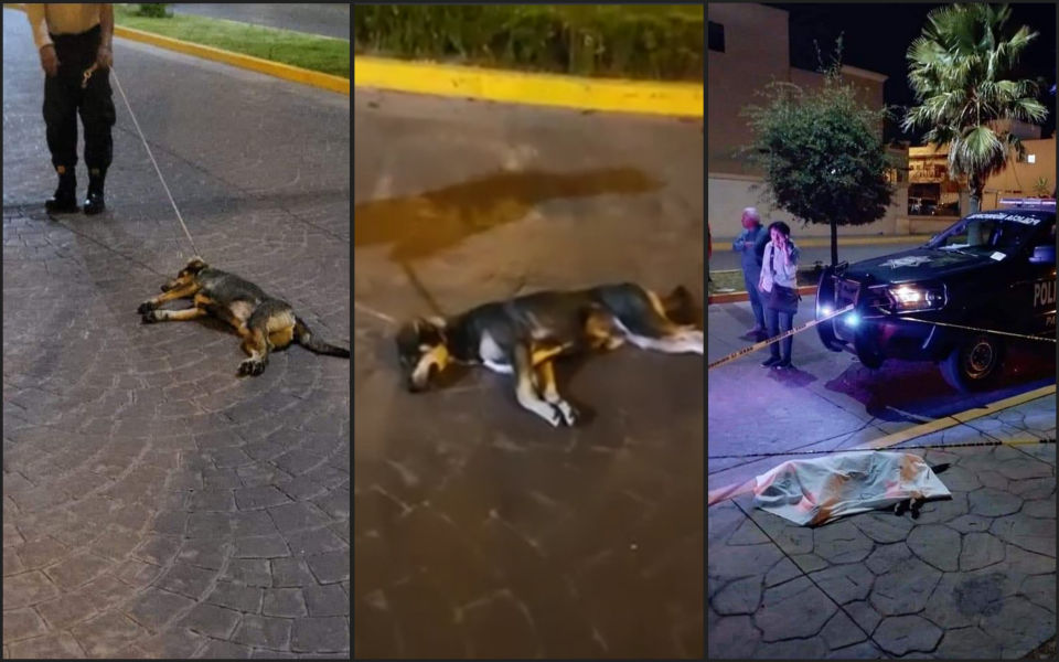 Captan caso de maltrato animal por parte de guardia de seguridad en fraccionamiento de Pachuca | VIDEO
