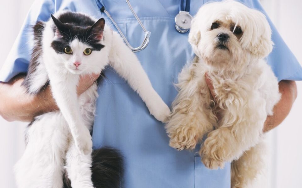 Campaña de esterilización de mascotas en Pachuca: precios y detalles