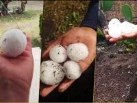 #Impresionante 😱 Cae granizo del tamaño de pelotas de golf en Hidalgo (fotos y video)