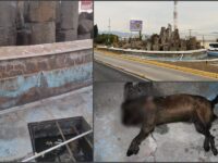 Peluditos fallecen ahogados tras caer en una pileta abierta en bulevar de Pachuca