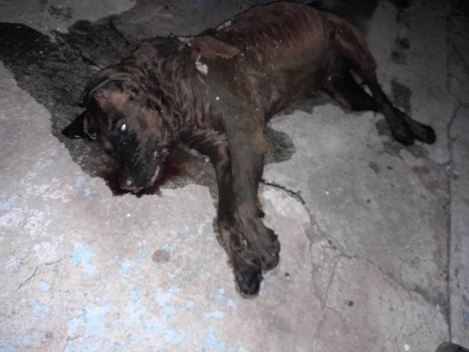 Peluditos fallecen ahogados tras caer en una pileta abierta en bulevar de Pachuca