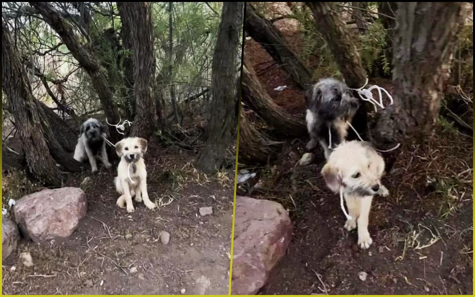 Amarran y abandonan a dos lomitos en cerro de Pachuca; uno se liberó y pidió ayuda para su amiguito