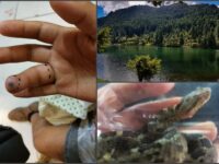 Joven es mordido por una serpiente de cascabel durante paseo en El Cedral; tuvo que ir al hospital