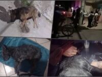 Reportan envenenamiento masivo de perros en colonia de Pachuca | VIDEO
