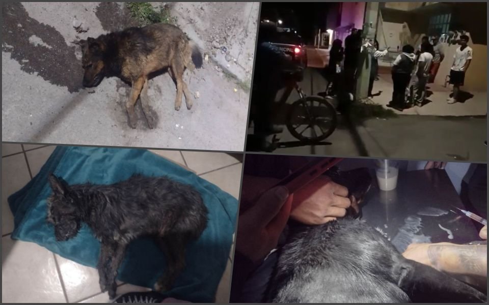 Reportan envenenamiento masivo de perros en colonia de Pachuca | VIDEO