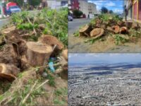 De por sí no hay muchos... derribado y destrozado en Pachuca, en pleno Día del Árbol