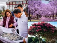 #Colorido 🌸 Jacarandas y astronómicas darán vida al Parque de los Hombres Ilustres, en Pachuca