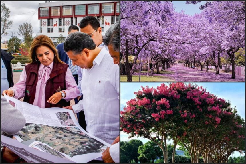 #Colorido 🌸 Jacarandas y astronómicas darán vida al Parque de los Hombres Ilustres, en Pachuca