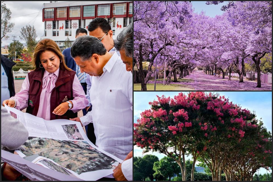 #Colorido 🌸 Jacarandas y astronómicas darán vida al Parque de los Hombres Ilustres, en Pachuca