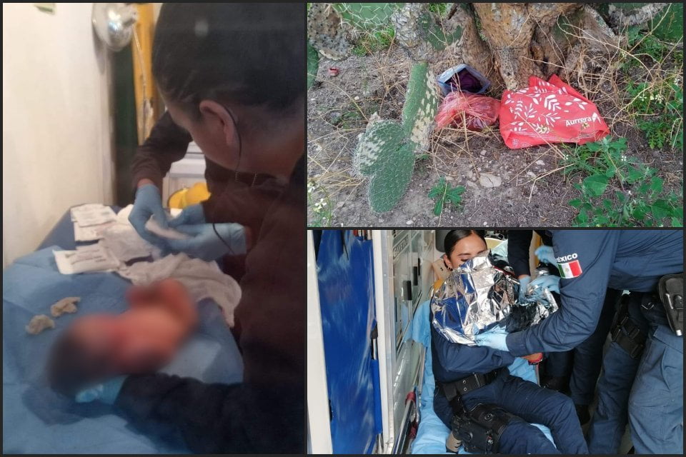 Bajo una nopalera y llena de hormigas, así encontraron y rescataron a una bebé en Mineral de la Reforma