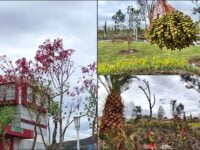 #Galería 🌳 Comienza a llenarse otra vez de vida y color el Jardín de los Hombres Ilustres de Pachuca