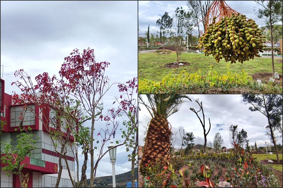 #Galería 🌳 Comienza a llenarse otra vez de vida y color el Jardín de los Hombres Ilustres de Pachuca