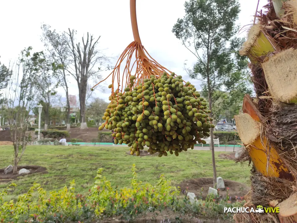 #Galería 🌳 Comienza a llenarse otra vez de vida y color el Jardín de los Hombres Ilustres de Pachuca