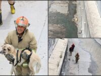 #Rescate 👨‍🚒 Salvan a peludito que cayó al Río de las Avenidas