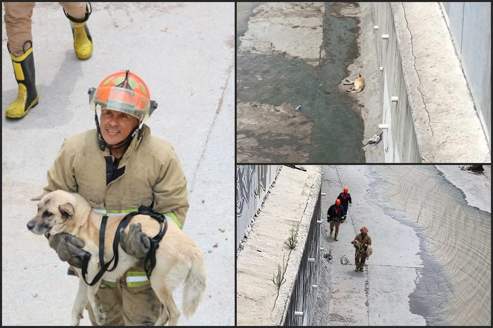 #Rescate 👨‍🚒 Salvan a peludito que cayó al Río de las Avenidas