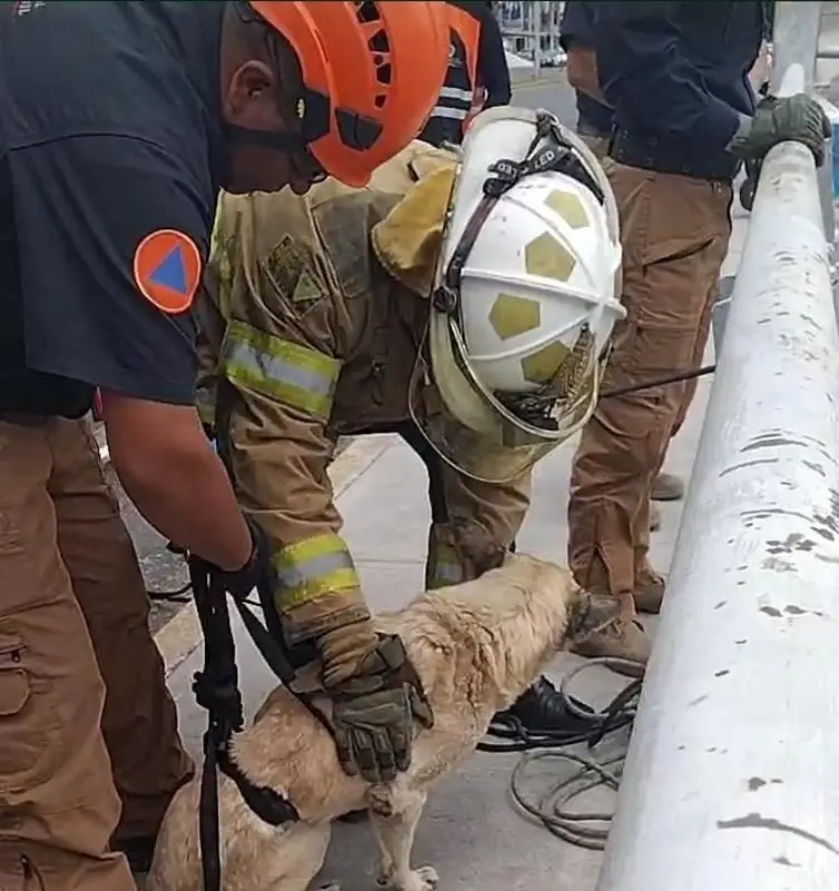 #Rescate 👨‍🚒 Salvan a peludito que cayó al Río de las Avenidas