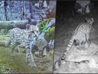 #Biodiversidad 🐆 Captan dos bellos tigrillos en área natural de Hidalgo; especie en peligro de extinción
