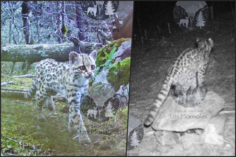#Biodiversidad 🐆 Captan dos bellos tigrillos en área natural de Hidalgo; especie en peligro de extinción