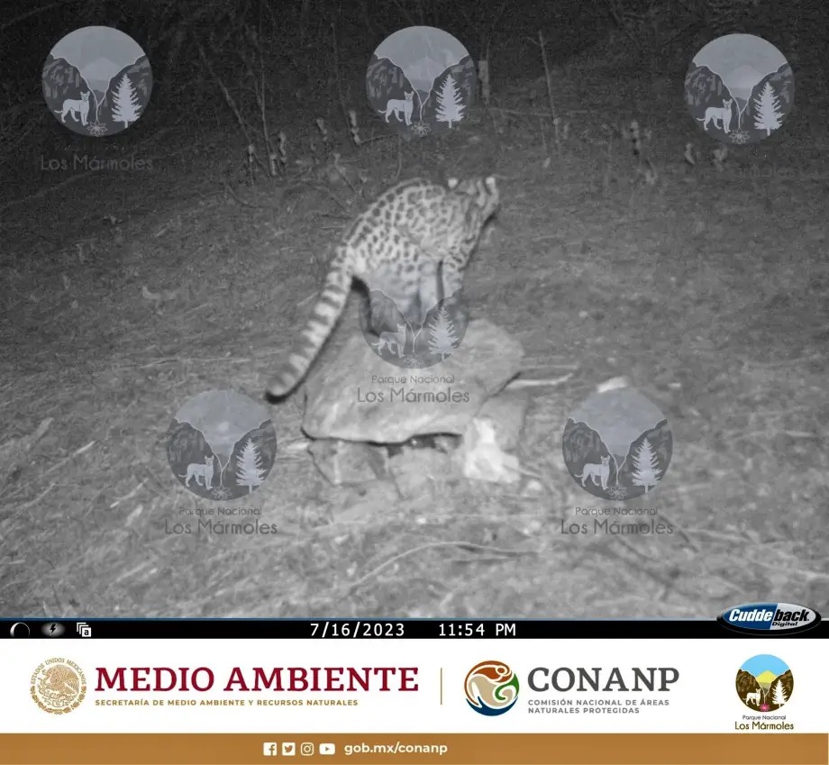 #Biodiversidad 🐆 Captan dos bellos tigrillos en área natural de Hidalgo; especie en peligro de extinción