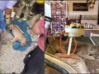 ¡Qué susto! Un puma se fue a meter a una cervecería; ocurrió en Tulancingo