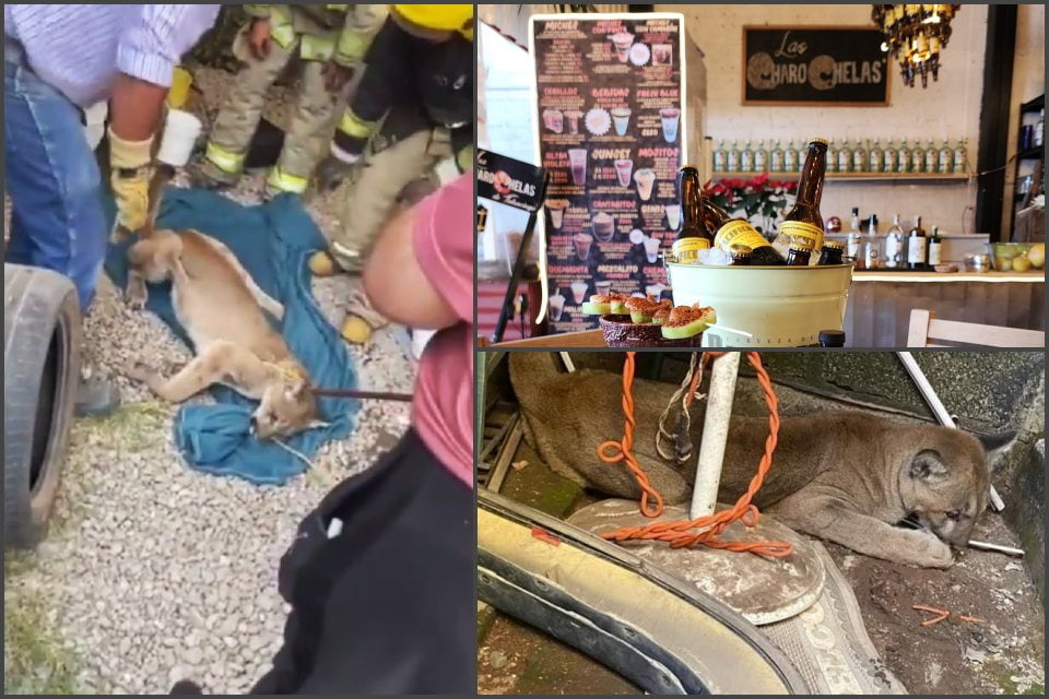 ¡Qué susto! Un puma se fue a meter a una cervecería; ocurrió en Tulancingo