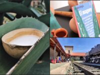 #Video 🥛 La Ruta del Pulque, exposición en Pachuca de la bebida de los dioses