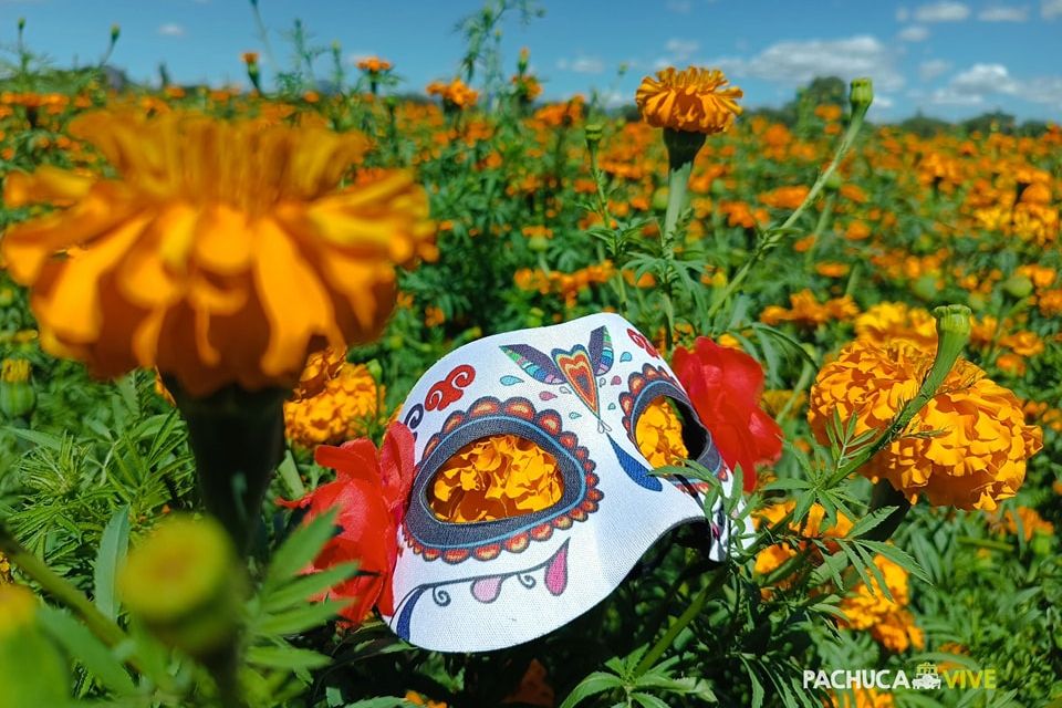 Aquí viene el Festival de las Flores Doxey 2023, la gran celebración del cempasúchil en Hidalgo