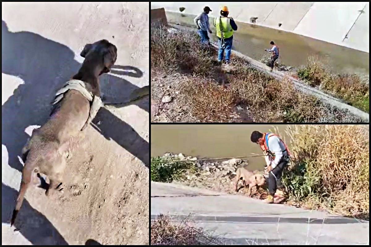 #Video 👏 Ciudadanos, héroes sin capa, rescatan a lomito que cayó en el Río de las Avenidas