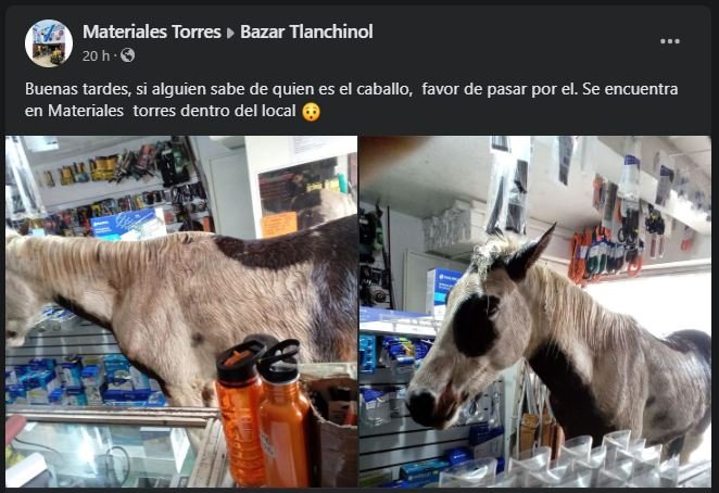 Cliente inesperado: fugitivo caballo se esconde en una ferretería; ocurrió en Hidalgo