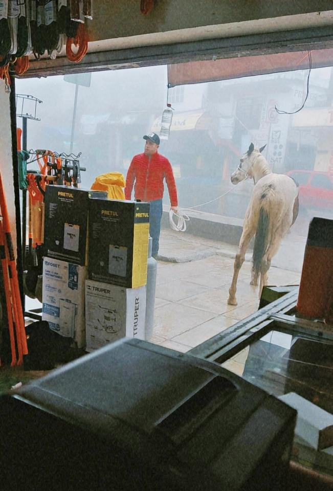 Cliente inesperado: fugitivo caballo se esconde en una ferretería; ocurrió en Hidalgo