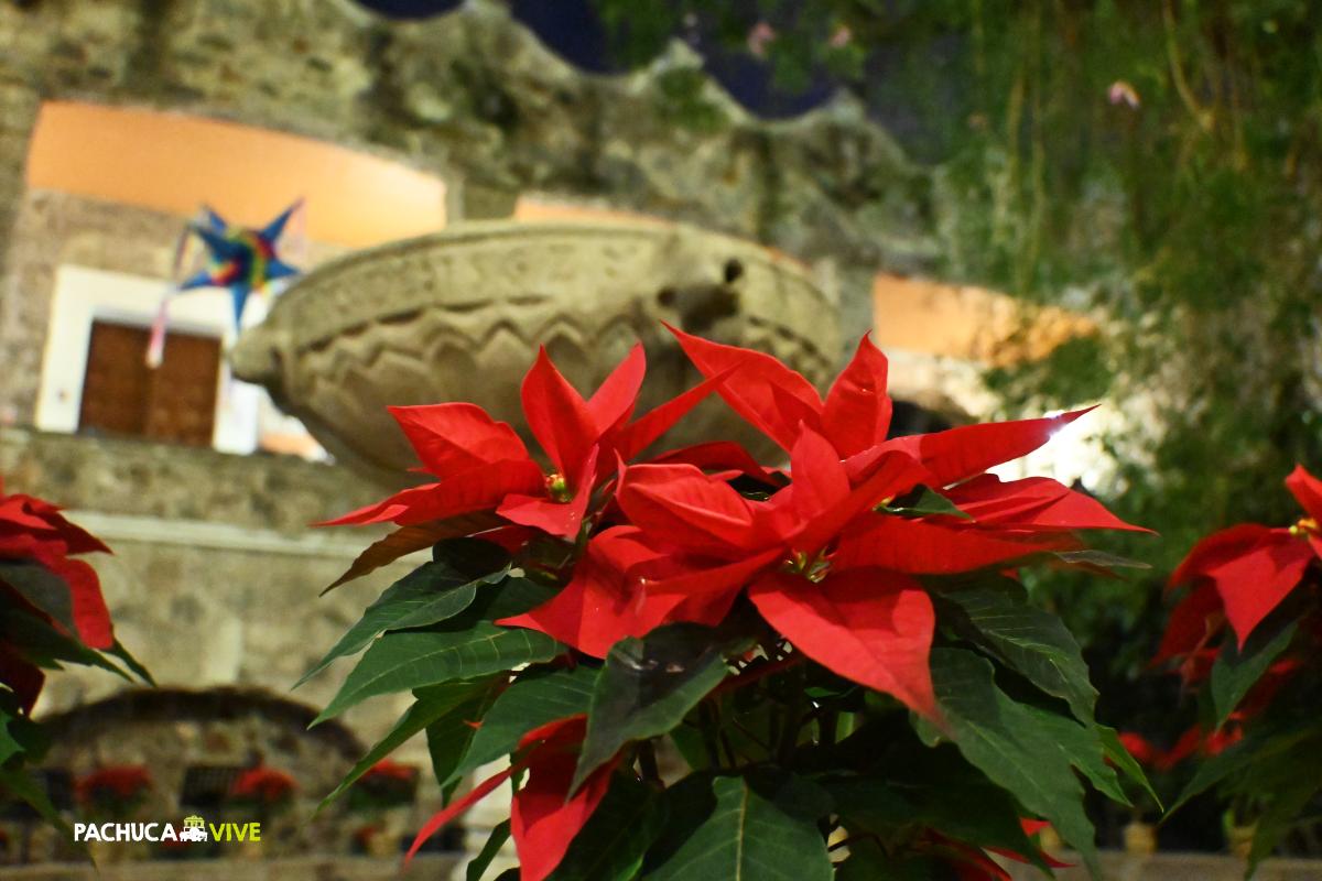 La flor de nochebuena, así es la leyenda y su historia de esta especie nativa de México