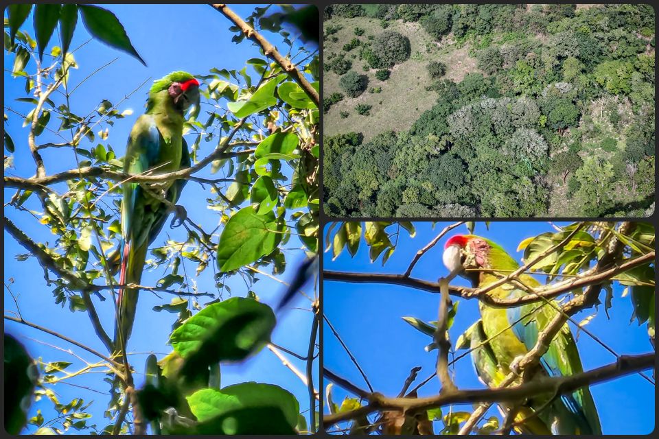 ¡Bello! Guacamayas hacen de Hidalgo su hogar: detectan nuevas parvadas | VIDEO
