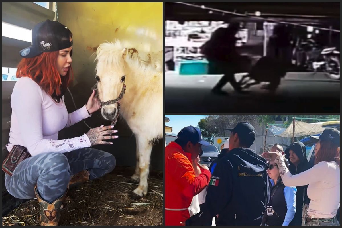 Activista y autoridades rescatan a poni víctima de maltrato en Hidalgo | VIDEO. Noticias en tiempo real