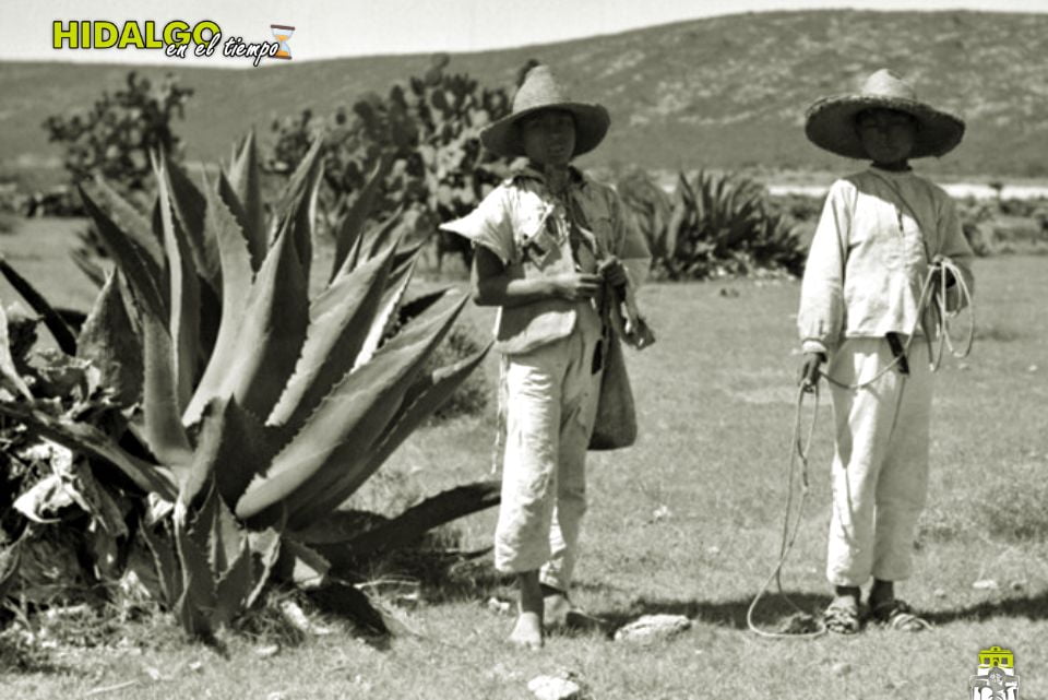Buscan denominación de origen de la planta de maguey en Hidalgo