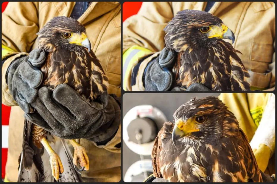 Bomberos rescatan bello ejemplar de Aguililla de Harris en Hidalgo, especie en riesgo
