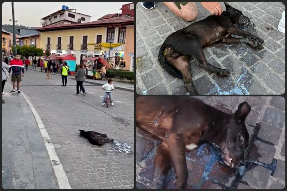 ¡Envenenan a perros en Real del Monte! Peludito agoniza frente a los turistas | VIDEO