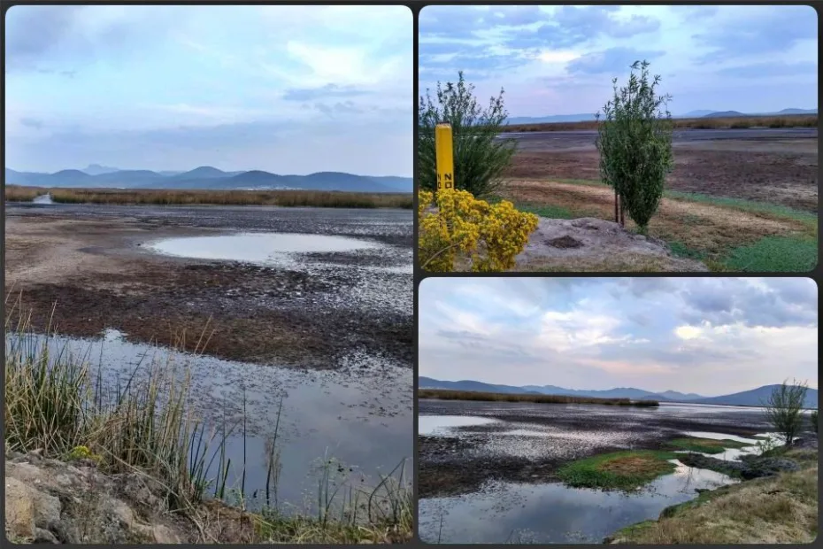 ¡Preocupante! Está desapareciendo el último humedal del Valle de México, patrimonio ecológico de Hidalgo
