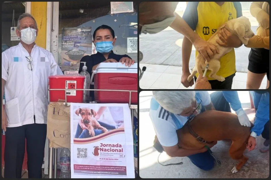 ¡Lleva a tu mascota! Realizan jornada de vacunación antirrábica canina y felina gratuita en Pachuca