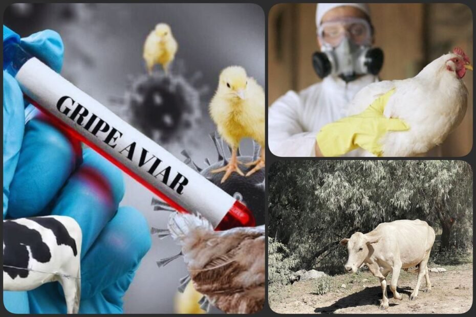 Salud Hidalgo en alerta tras primer caso de gripe aviar en humano propagado por ganado lechero