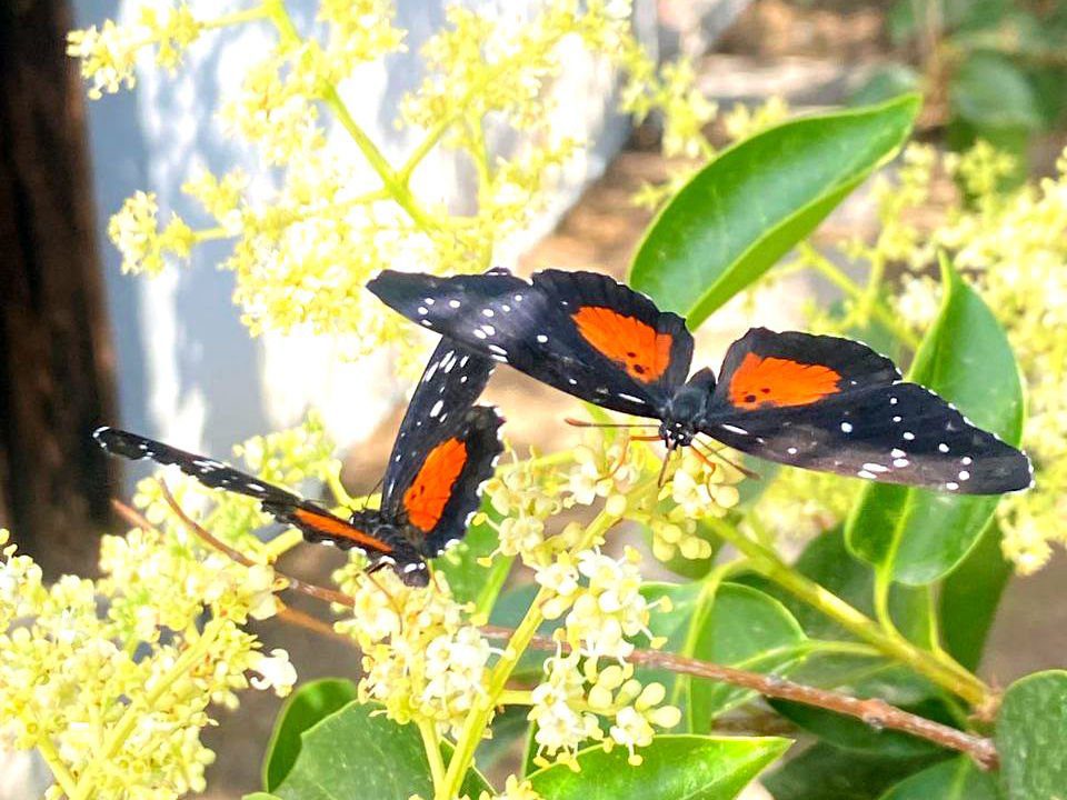 ¡Calor atípico! Las altas temperaturas son el motivo del avistamiento inusual de mariposas en Pachuca