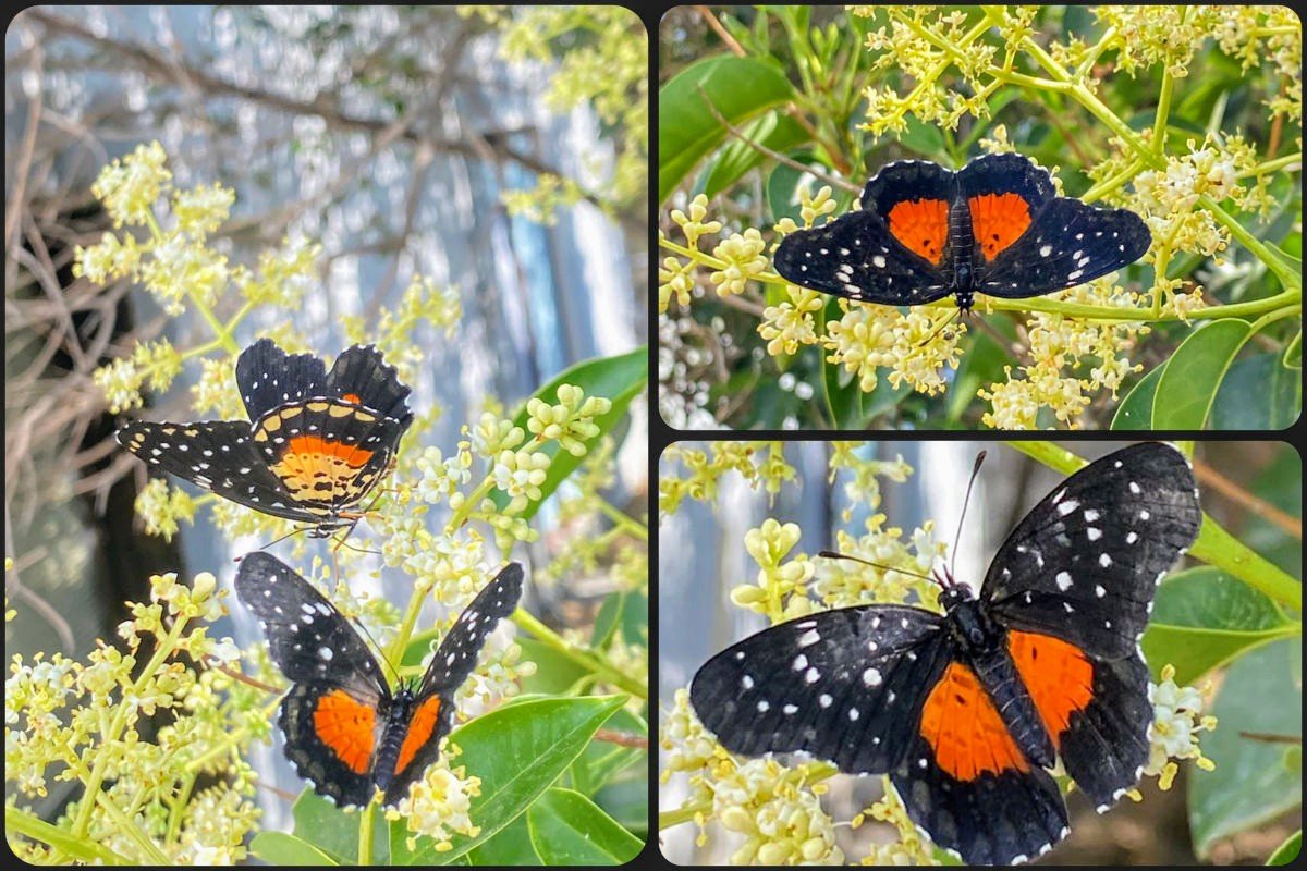 ¡Calor atípico! Las altas temperaturas son el motivo del avistamiento inusual de mariposas en Pachuca