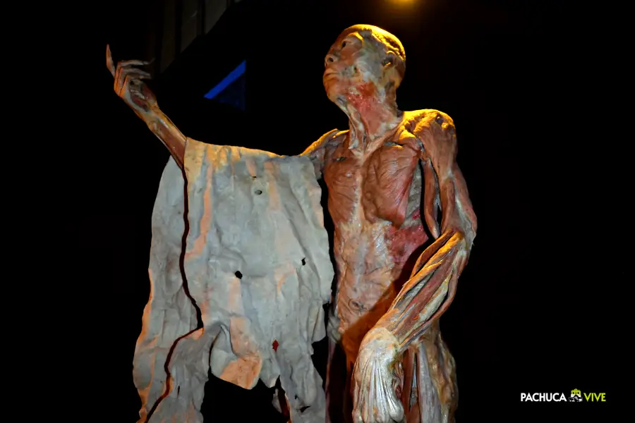 'Our Body': llega a Pachuca la fascinante exposición itinerante más vista de todos los tiempos