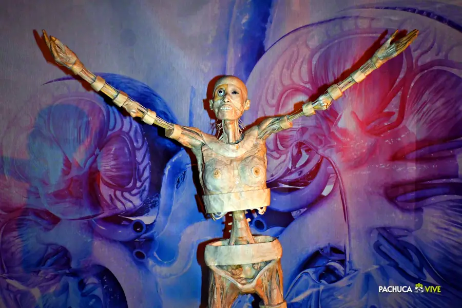 'Our Body': llega a Pachuca la fascinante exposición itinerante más vista de todos los tiempos