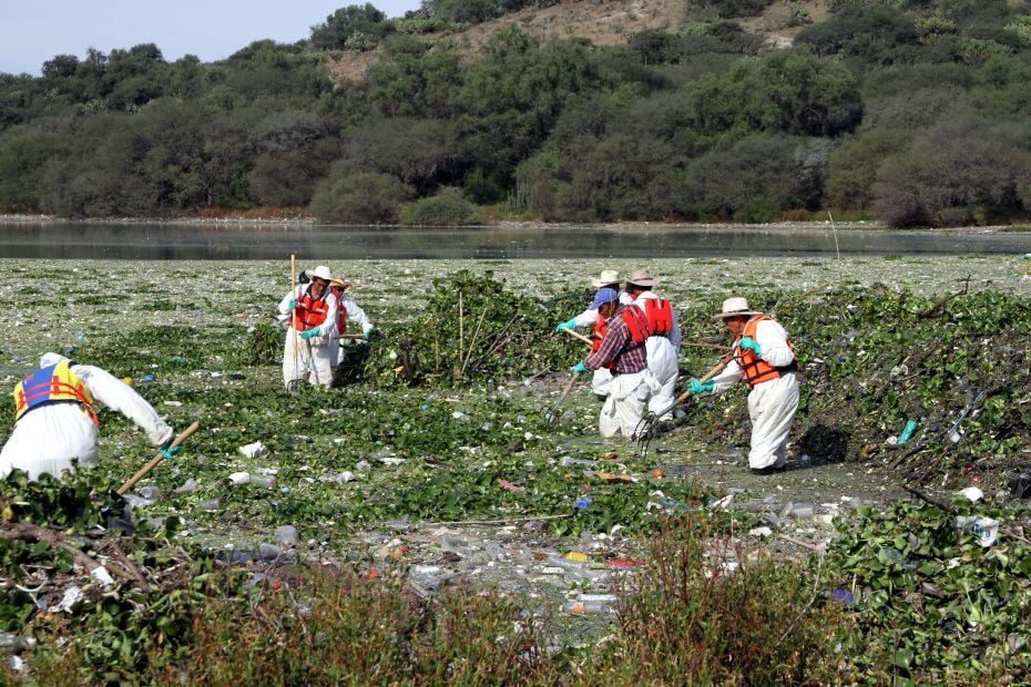 Limpieza de lirio acuático alcanza casi un 100 por ciento en la presa Endhó