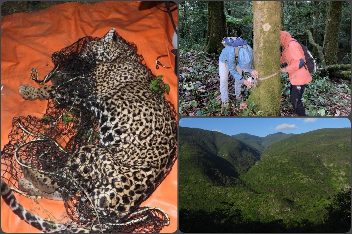 Instalan cámaras trampa en región de Hidalgo donde fue hallado el jaguar 'Pacus'