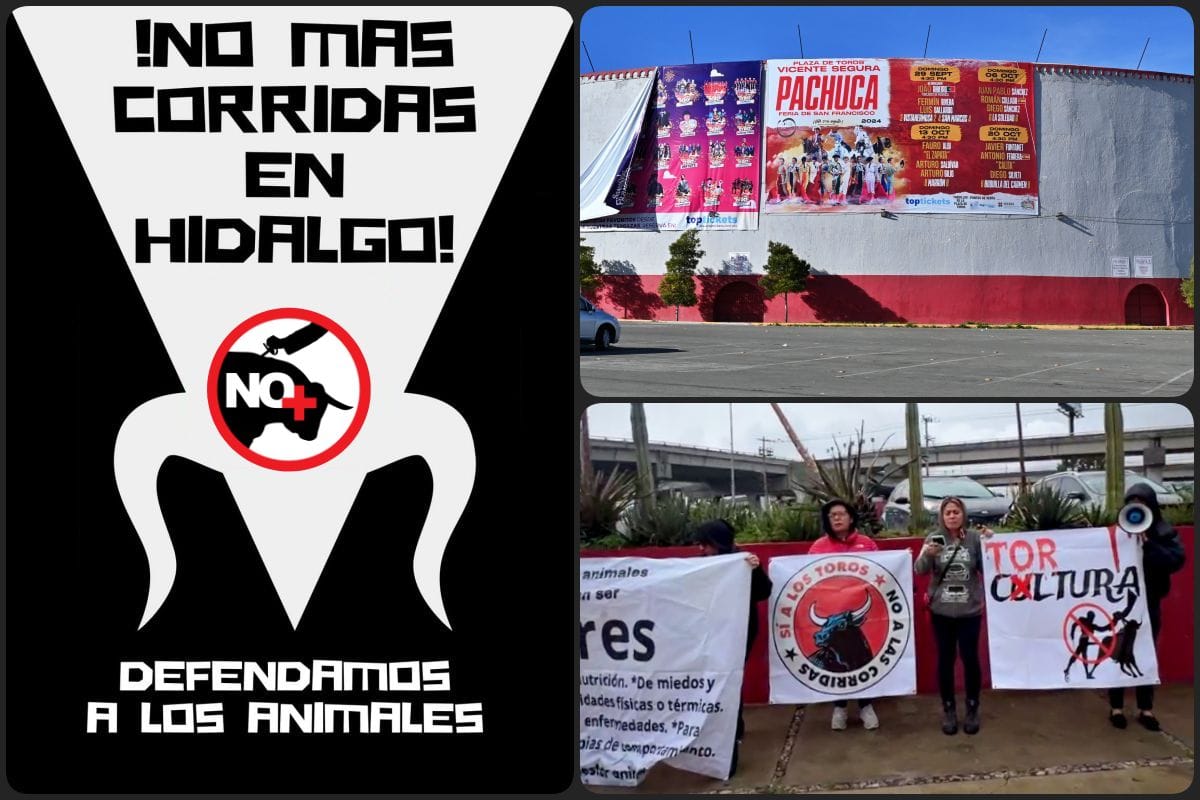 Corridas de toros, la asignatura pendiente de la 4T en Hidalgo