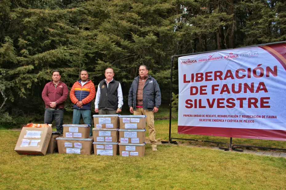 Animalitos rehabilitados en Pachuca son liberados en su hábitat en el bosque