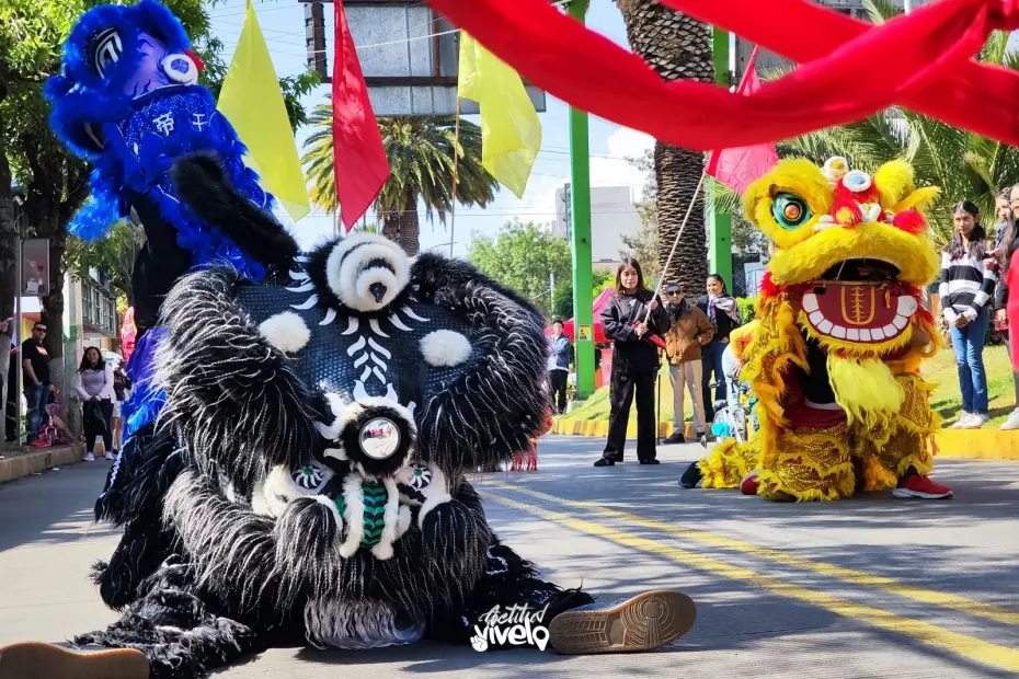 ¡Color, cultura y celebración! Así se vivió en Pachuca el desfile por el Año Nuevo Chino (fotos y video) 5 ¡Color, cultura y celebración! Así se vivió en Pachuca el desfile por el Año Nuevo Chino (fotos y video)