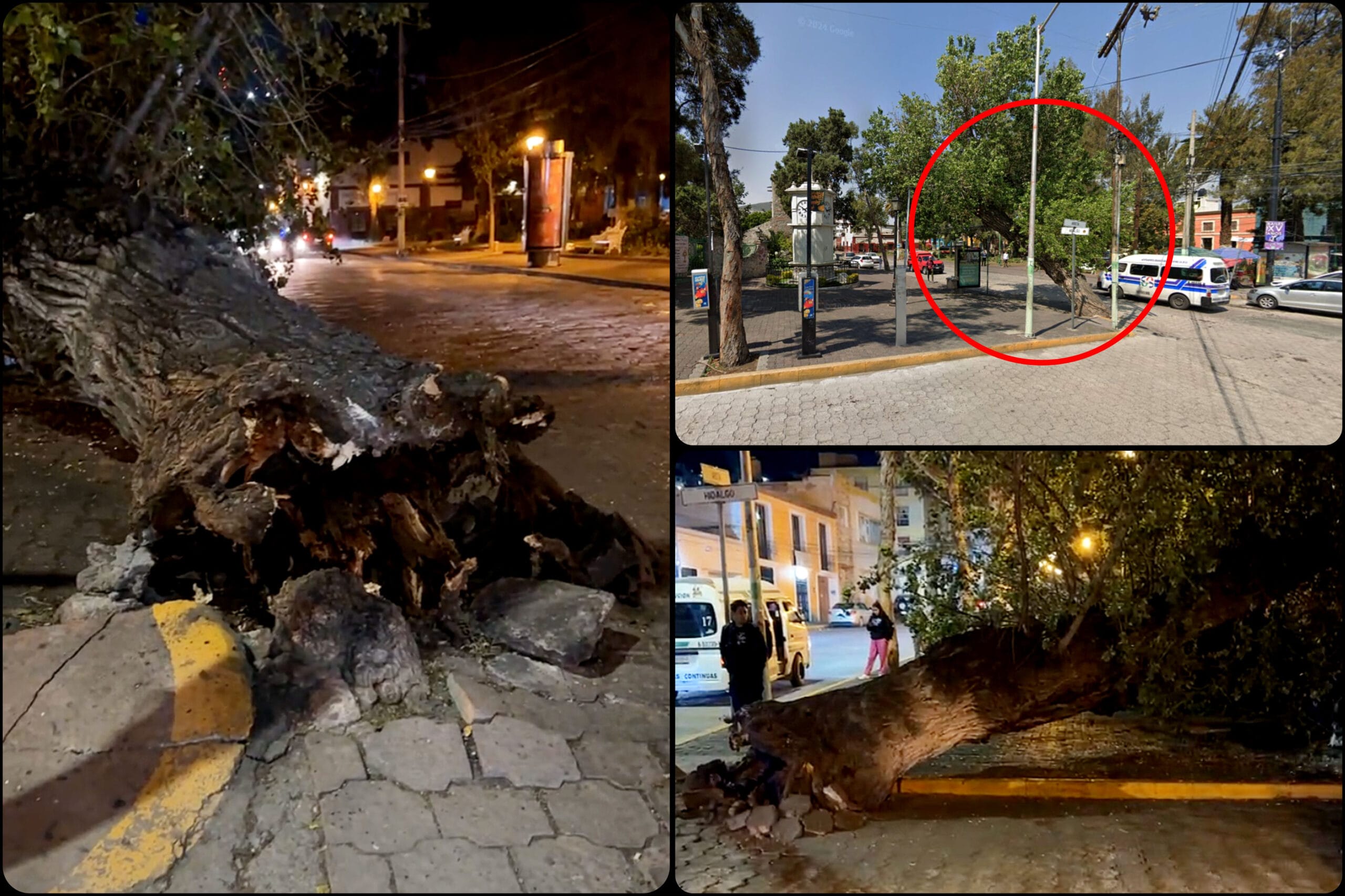 Colapsa icónico árbol en el centro de Pachuca